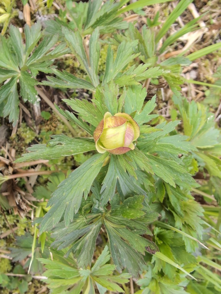 Trollius