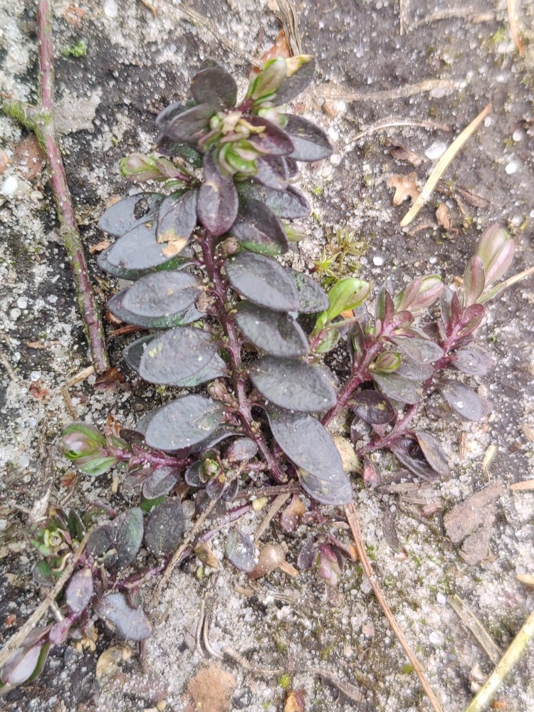Polygala serpyllifolia (Heath Milkwort) (alternate view 15)