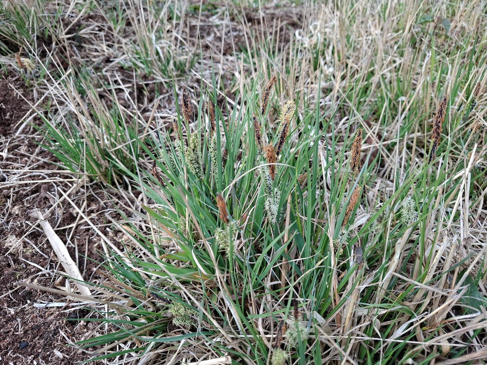 Carex nigra (smooth black sedge) (alternate view 10)