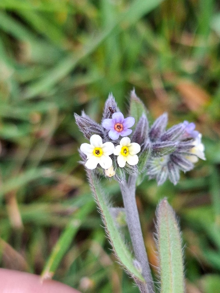 Myosotis discolor (Changing Forget-me-not) (alternate view 14)