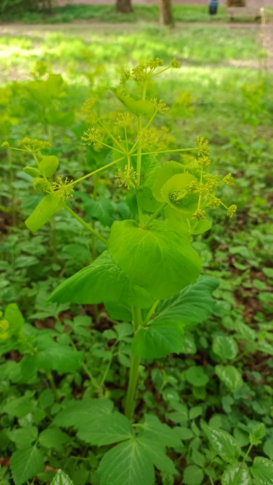 Smyrnium perfoliatum (perfoliate alexanders) (alternate view 14)