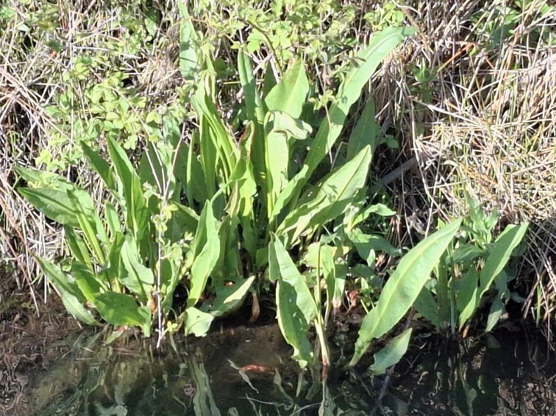 Rumex hydrolapathum (Water Dock) (alternate view 13)