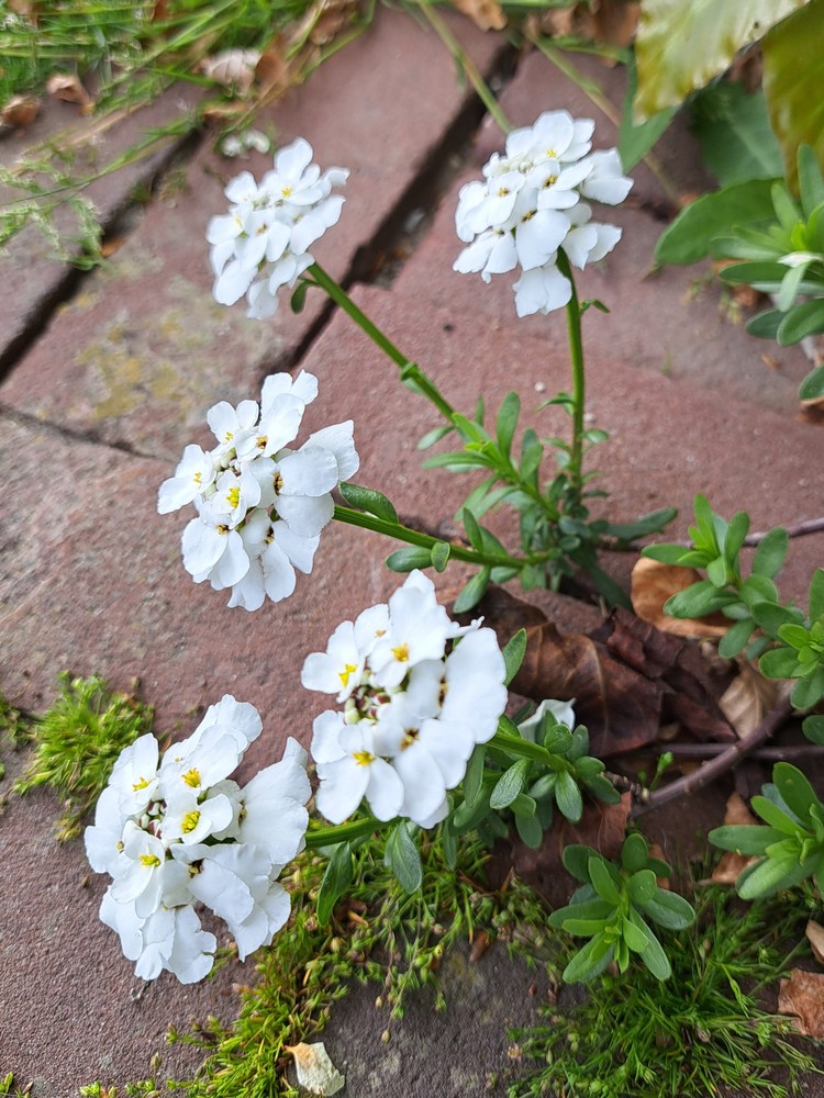 Iberis (Candytufts)