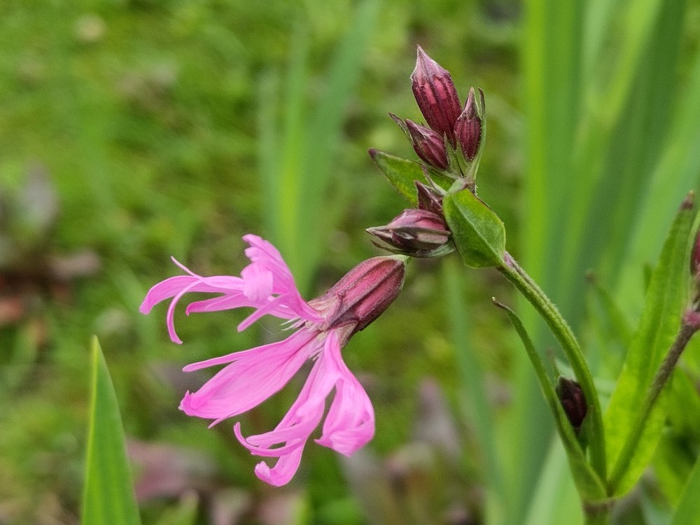 Lychnis flos-cuculi