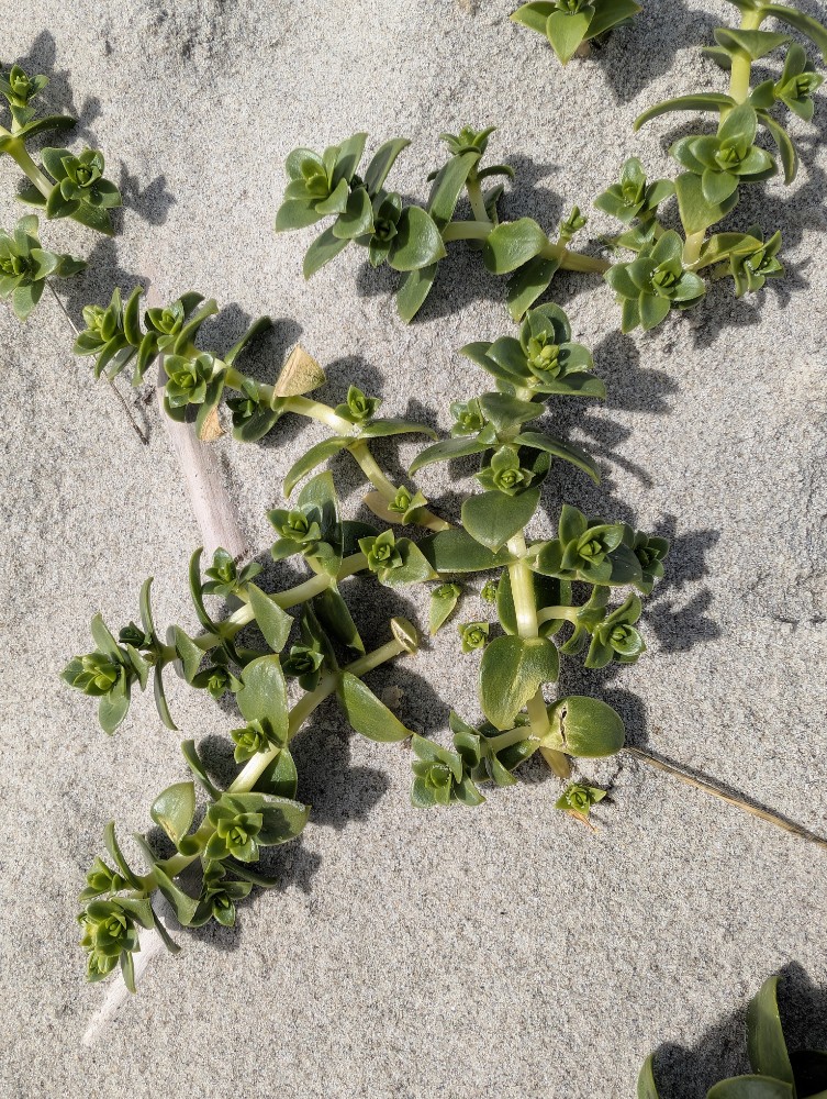 Honckenya peploides (Sea Sandwort) (alternate view 14)