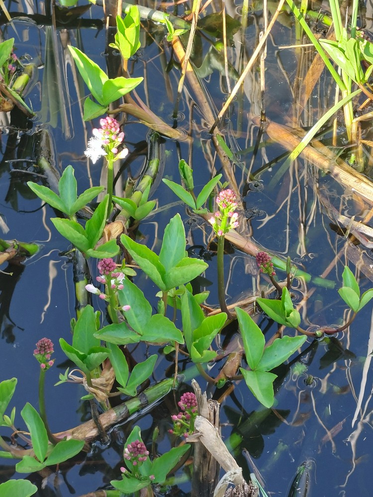Menyanthes trifoliata (Bogbean) (alternate view 11)