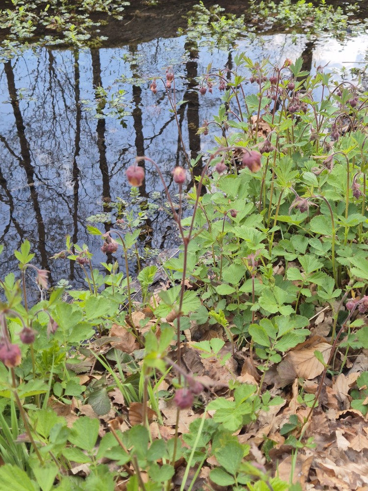 Geum rivale (Water Avens) (alternate view 11)