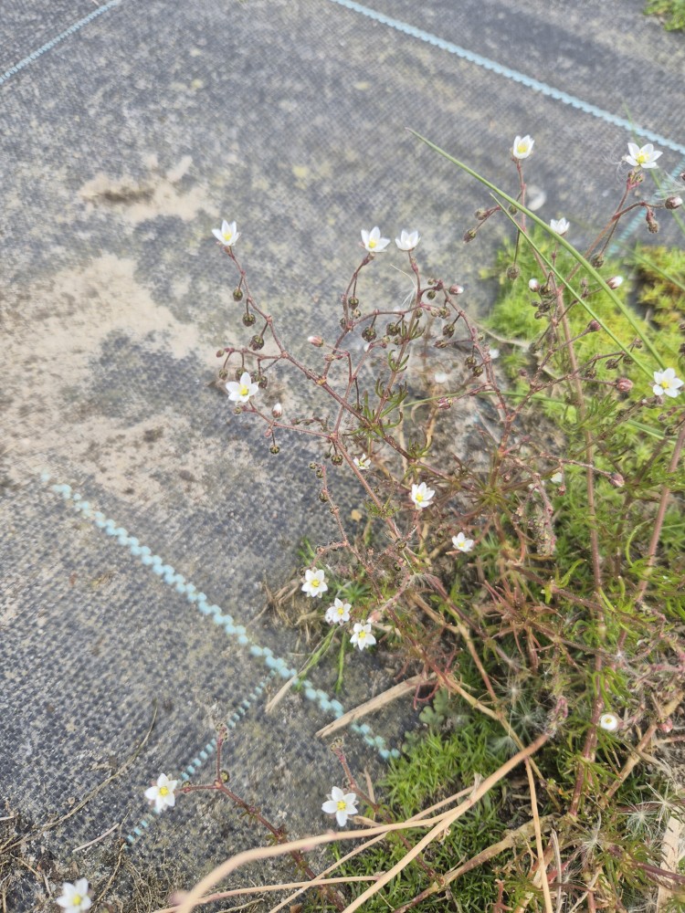 Spergula arvensis (Corn spurrey) (alternate view 12)