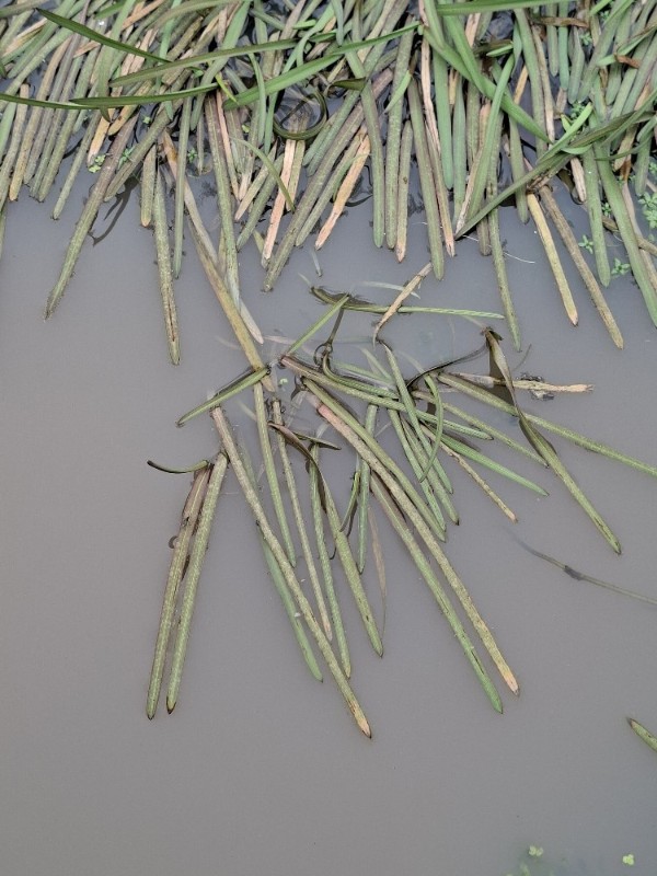Glyceria fluitans (water manna grass) (alternate view 13)