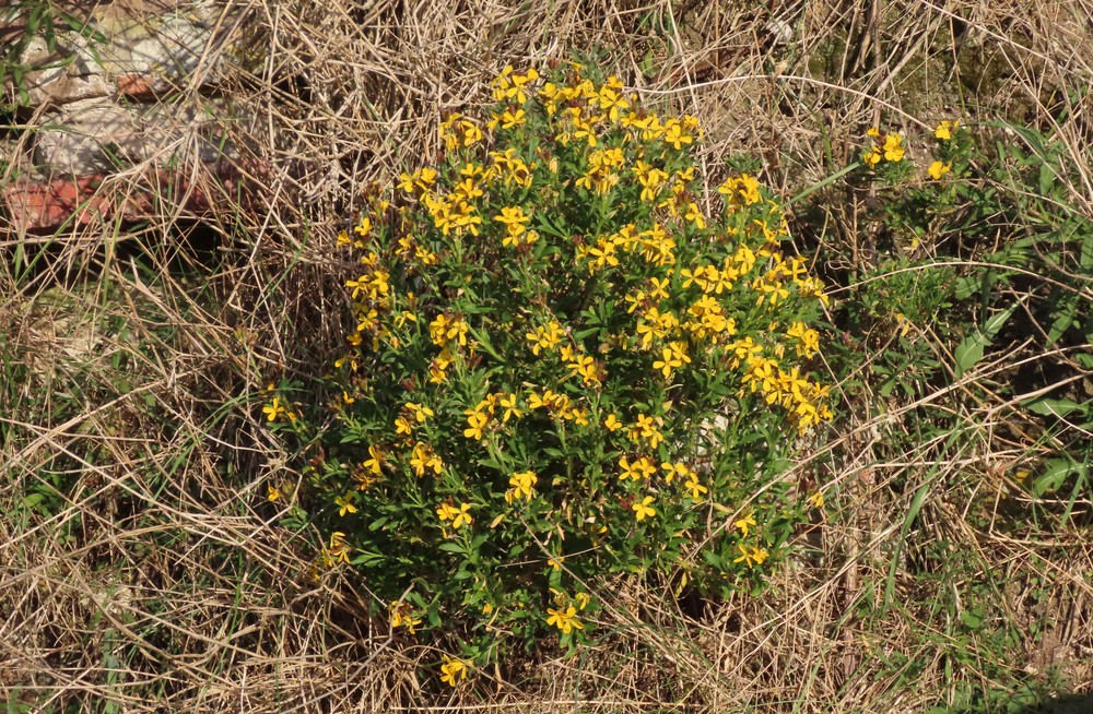Erysimum × cheiri (Wallflower) (alternate view 5)