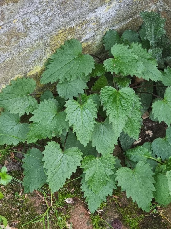 Campanula trachelium (Nettle-leaved Bellflower) (alternate view 13)