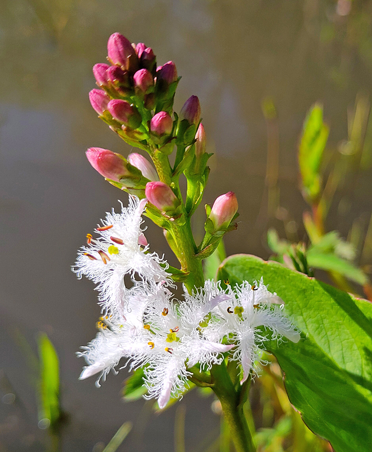 Menyanthes trifoliata (Bogbean) (alternate view 12)