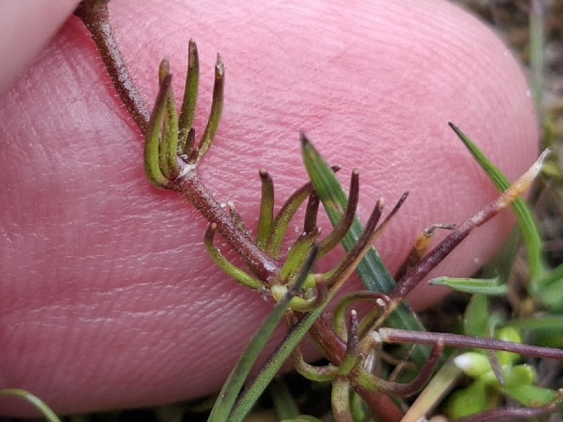 Spergula arvensis (Corn spurrey) (alternate view 11)