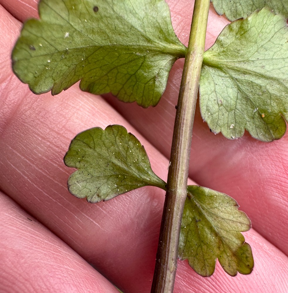 Helosciadium nodiflorum (Fool's Watercress) (alternate view 11)
