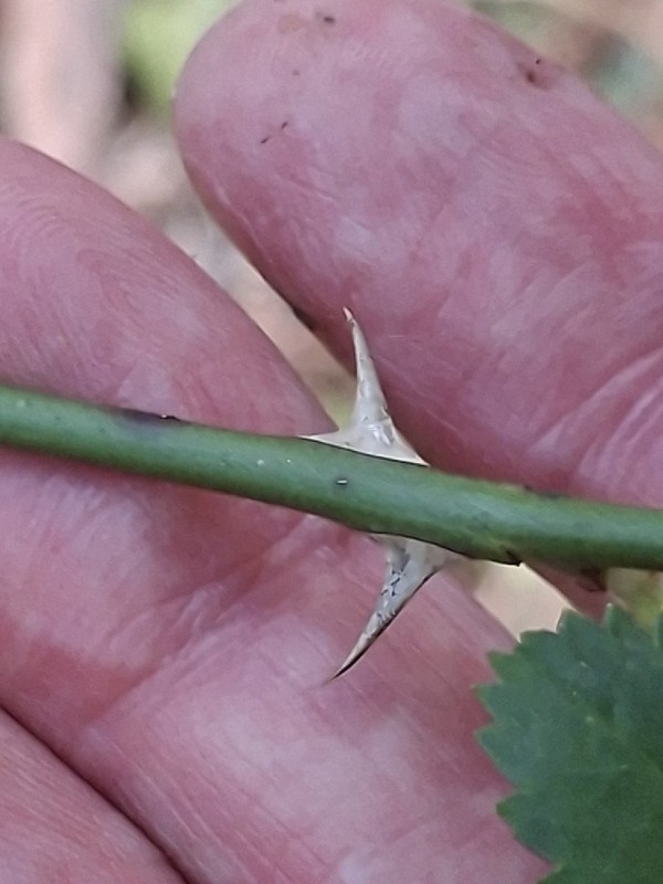 Rosa arvensis (Field Rose) (alternate view 11)