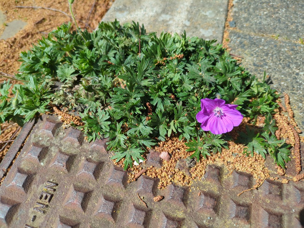 Geranium sanguineum (Bloody Crane's-bill) (alternate view 12)