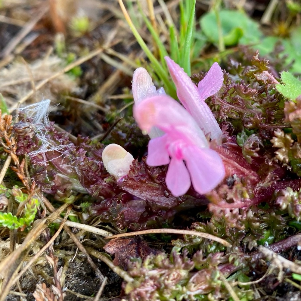 Pedicularis sylvatica (Common Lousewort) (alternate view 12)