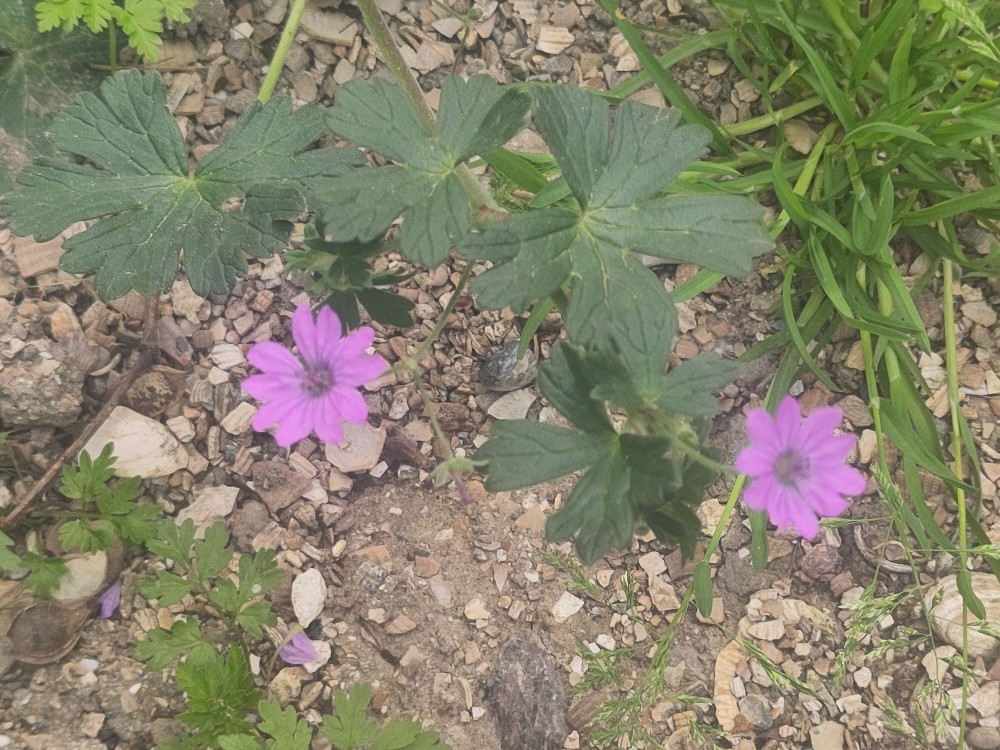 Geranium pyrenaicum (Hedgerow Crane's-bill) (alternate view 12)