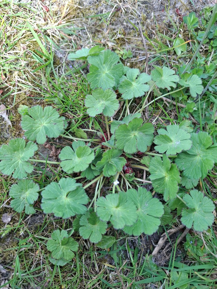 Geranium pyrenaicum (Hedgerow Crane's-bill) (alternate view 14)