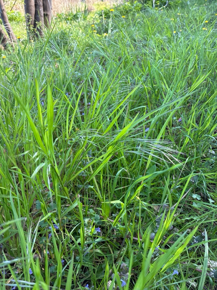 Bromus sterilis (barren brome) (alternate view 14)