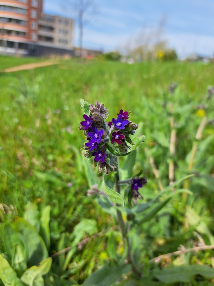 Anchusa officinalis (common bugloss) (alternate view 11)