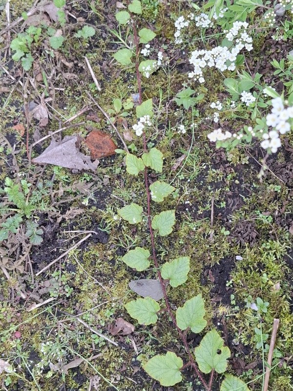 Rubus tricolor (Chinese Bramble) (alternate view 11)