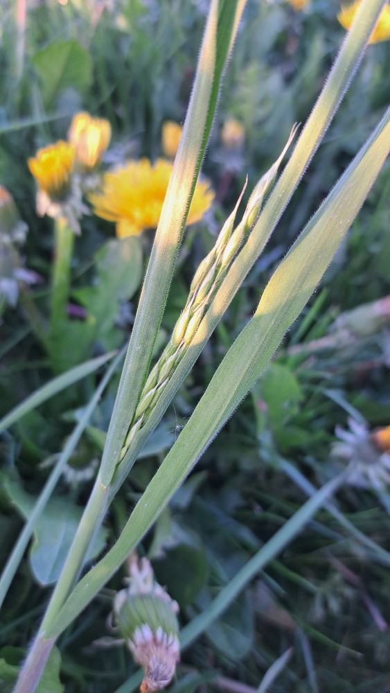 Bromus hordeaceus (common soft brome) (alternate view 11)
