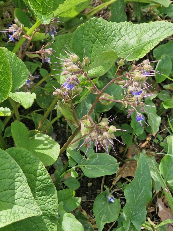 Trachystemon orientalis (giant borage) (alternate view 12)