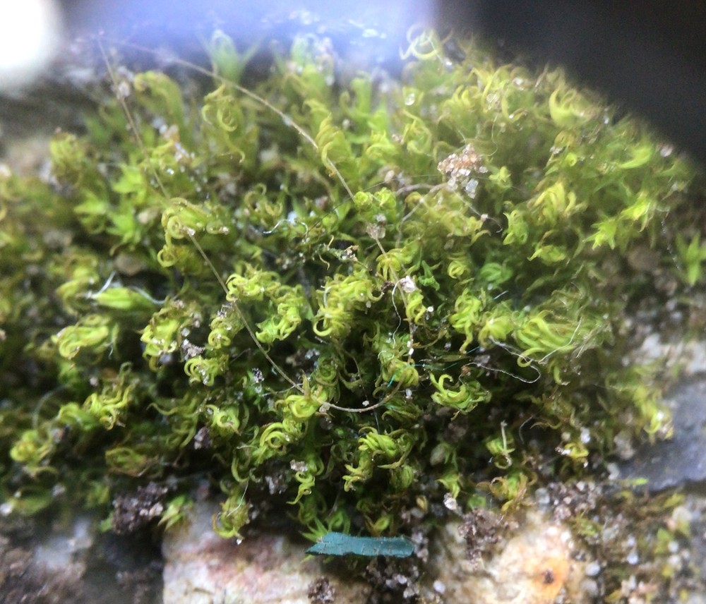 Vinealobryum insulanum (Cylindric Beard-moss) (alternate view 6)