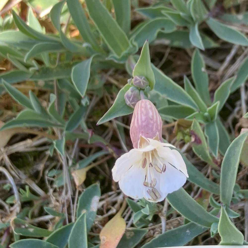 Silene uniflora (Sea Campion) (alternate view 14)