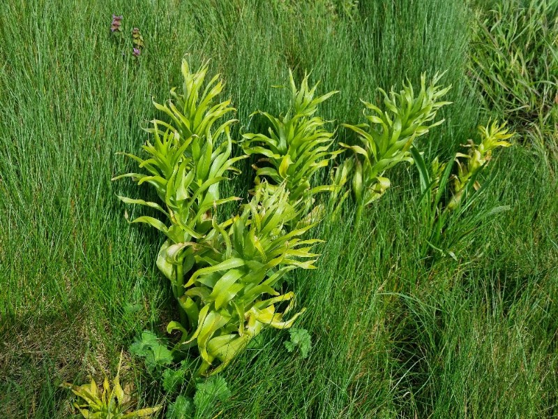 Fritillaria imperialis (crown imperial) (alternate view 10)
