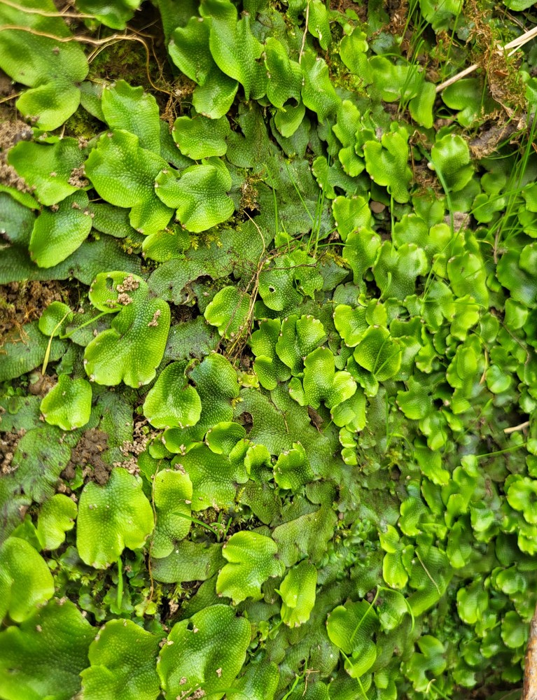 Conocephalum conicum (Great Scented Liverwort) (alternate view 11)