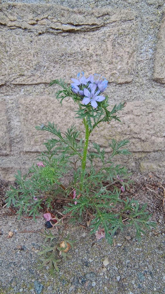 Gilia capitata (bluehead gilia) (alternate view 11)
