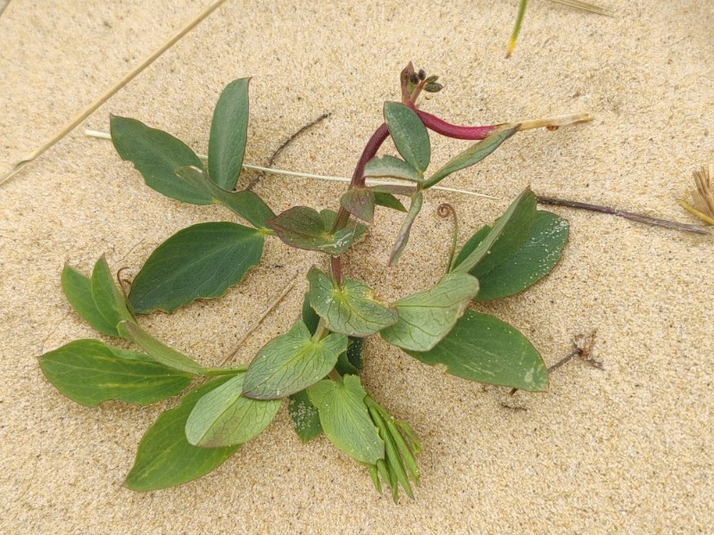 Lathyrus japonicus (seaside pea) (alternate view 11)