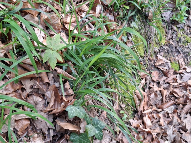 Milium effusum (Wood Millet) (alternate view 12)