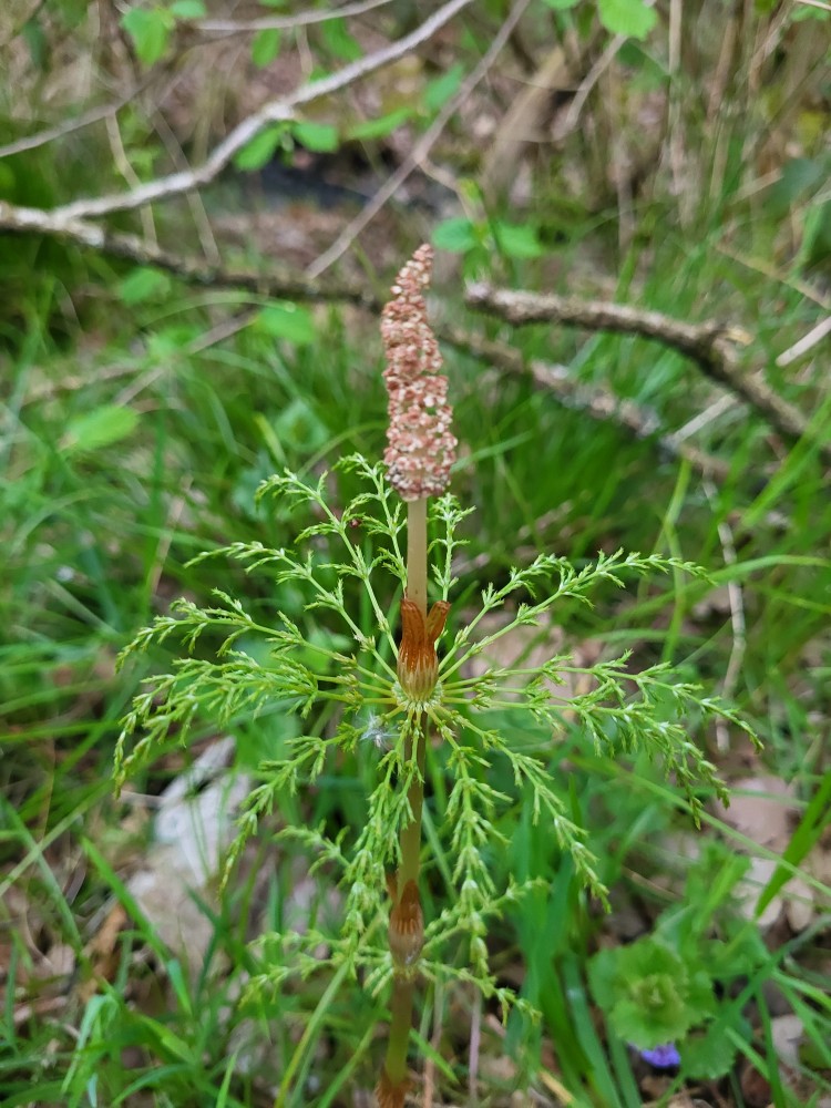 Equisetum sylvaticum (wood horsetail) (alternate view 11)
