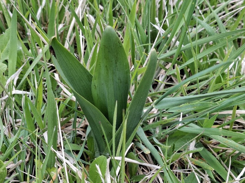 Colchicum autumnale (Autumn Crocus) (alternate view 11)