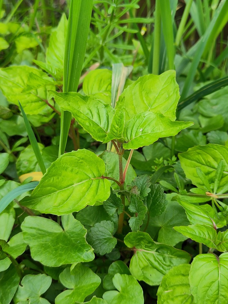 Circaea (enchanter's nightshades)