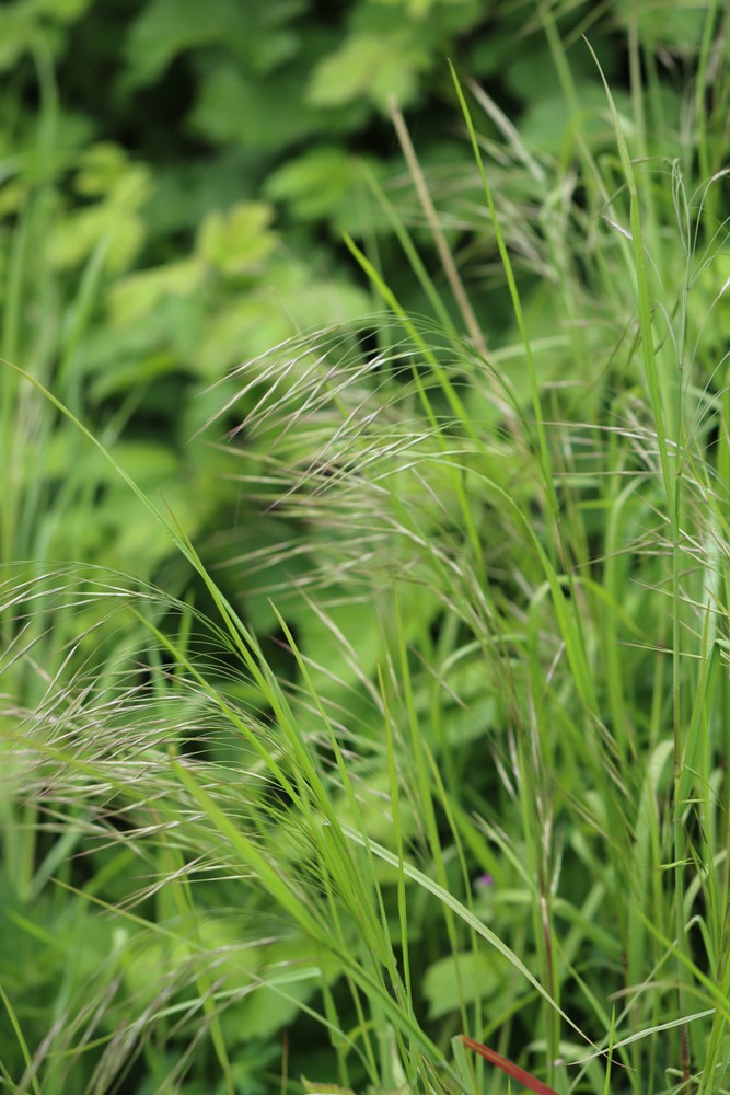 Bromus sterilis (barren brome) (alternate view 12)