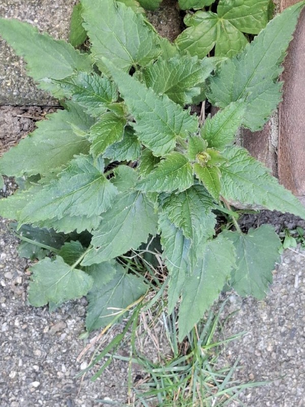 Campanula trachelium (Nettle-leaved Bellflower) (alternate view 11)