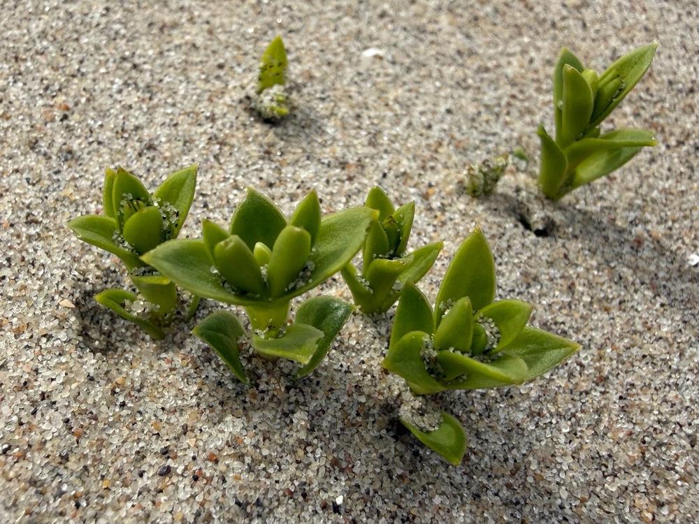 Honckenya peploides (Sea Sandwort) (alternate view 13)