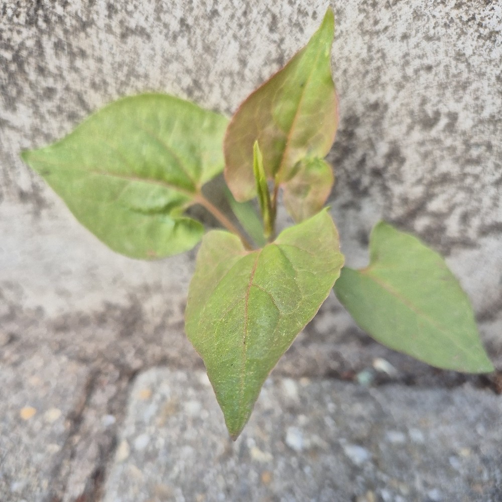 Fallopia (Fallopias)