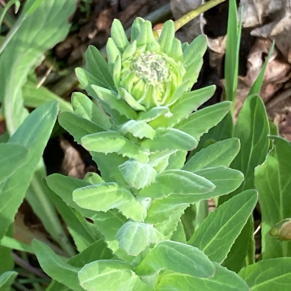 Lepidium campestre (field peppergrass) (alternate view 13)