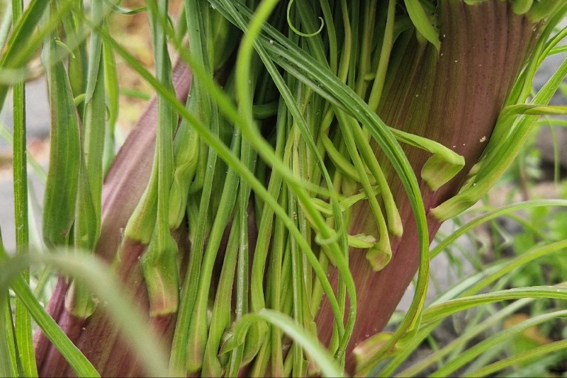 Tragopogon (Salsifies)