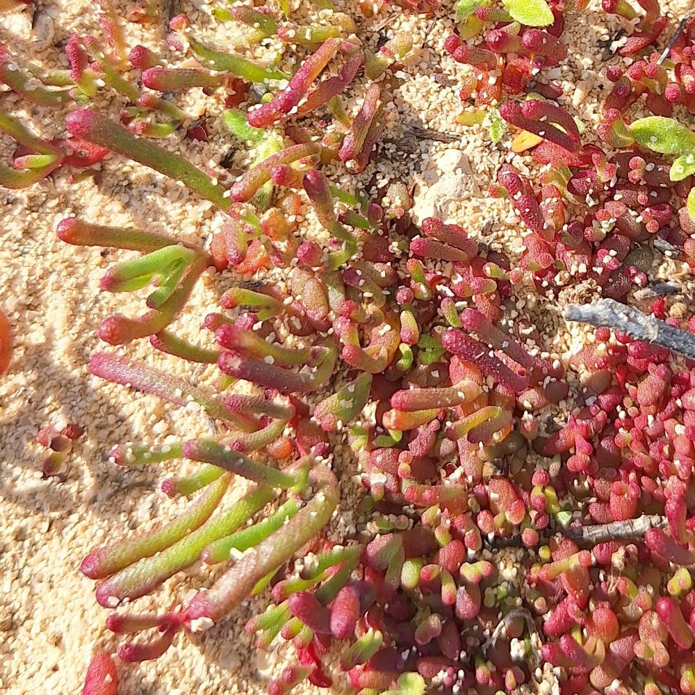 Mesembryanthemum (ice plants)