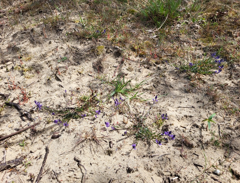 Polygala vulgaris (Common Milkwort) (alternate view 12)