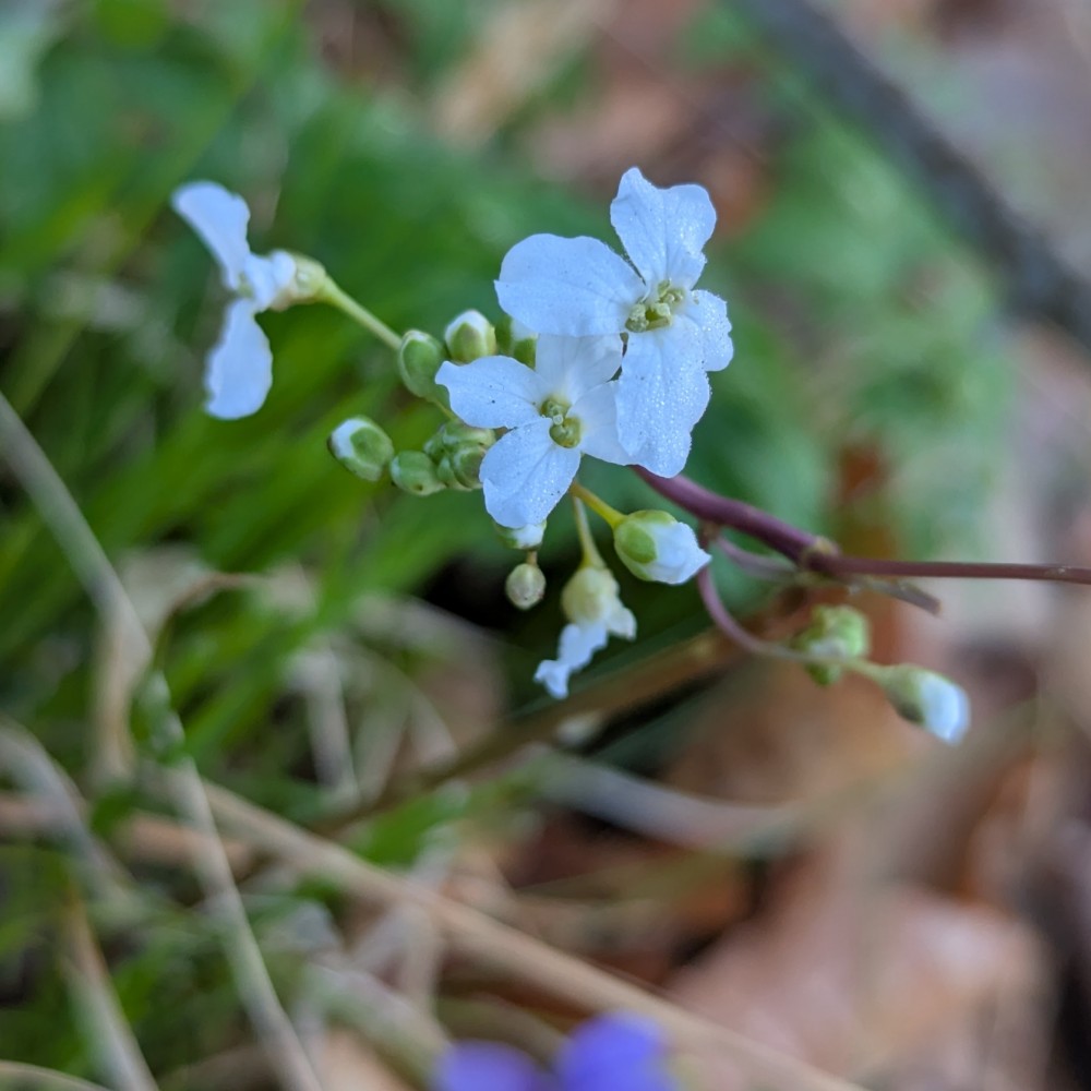 Cardamine trifolia (toothwort) (alternate view 12)