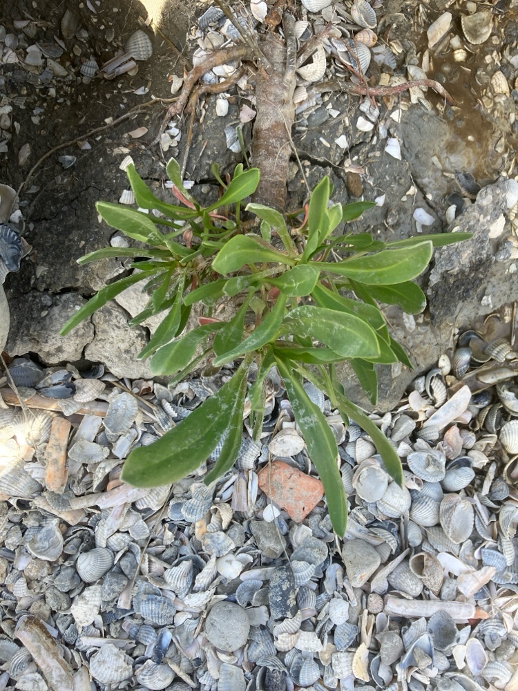 Tripolium pannonicum (Sea Aster) (alternate view 13)
