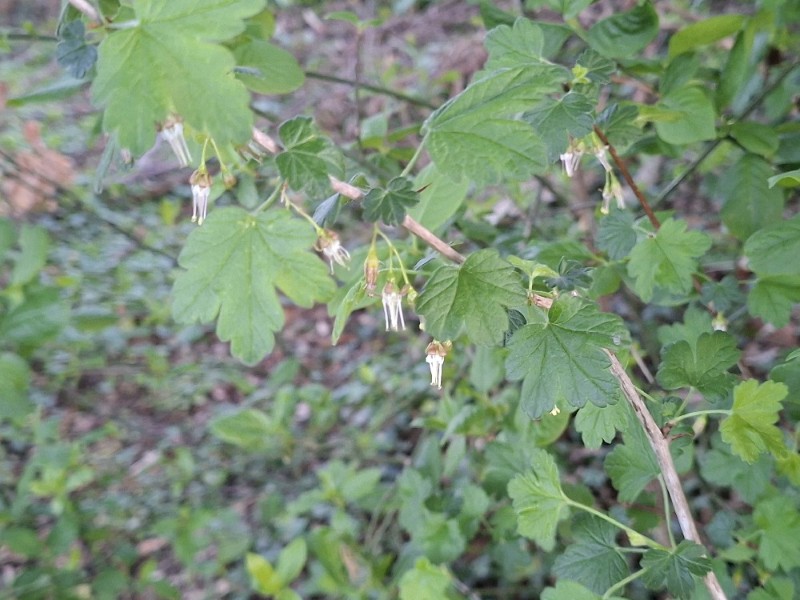 Ribes divaricatum (Coast Black Gooseberry) (alternate view 2)