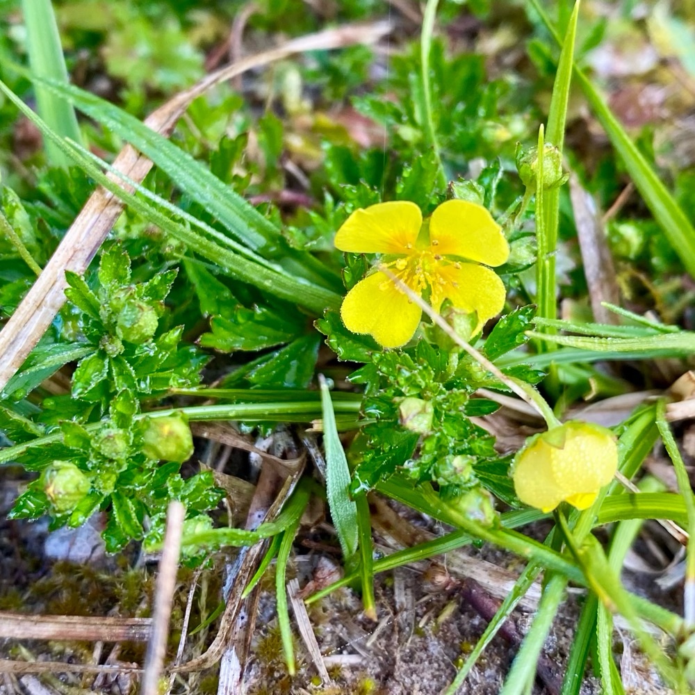 Potentilla erecta (Tormentil) (alternate view 12)